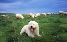 Sheepdog1920x120011-28-2011 10_42_31 AM Bing Desktop